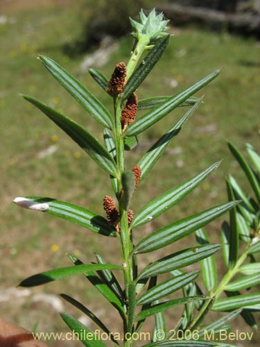 Image of Saxegothaea conspicua (MaÃ±Ã­o hembra / MaÃ±Ã­o de hojas cortas). Click to enlarge parts of image.